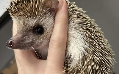 2026. szeptember 18.- AKTANOVELLA